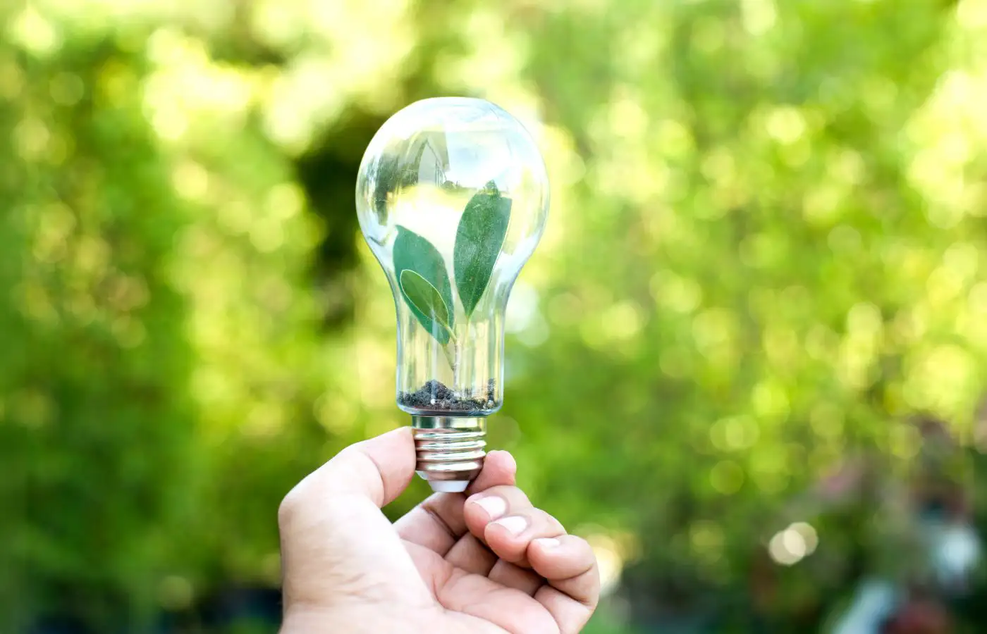 Main tenant une ampoule contenant une plante verte, représentant l'énergie renouvelable et la durabilité.