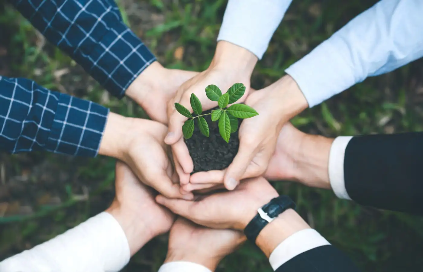 Plusieurs mains tenant un jeune plant, symbolisant la collaboration et l'engagement collectif pour des initiatives durables comme les communautés énergétiques.